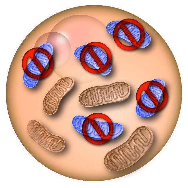 Уничтожение дефектных митохондриальных ДНК может быть наиболее перспективным методом избавления будущих детей от тяжёлых генетических заболеваний (иллюстрация Salk Institute). 