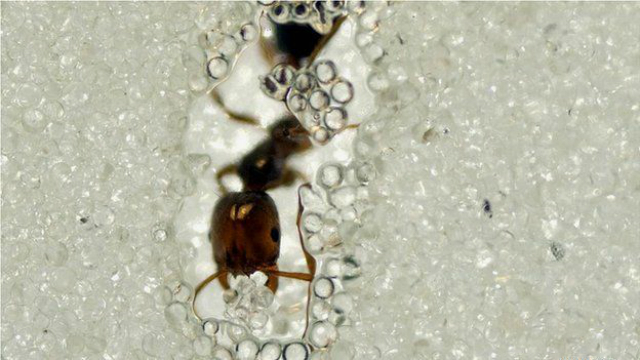 Учёные заставили муравьёв рыть тоннели в массе из стеклянных шариков, чтобы заснять процесс на видеокамеру (фото Laura Danielle Wagner). 