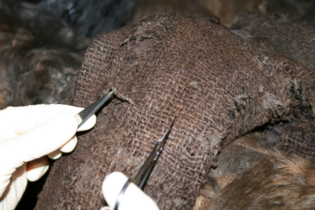 Исследователи берут пробу шерсти с блузы девушки (фото The National Museum of Denmark).