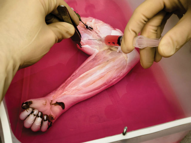 Рука примата может стать следующей конечностью, мышцы и сосуды которой вырастили в лаборатории (фото B J Jank, Ott Laboratory).