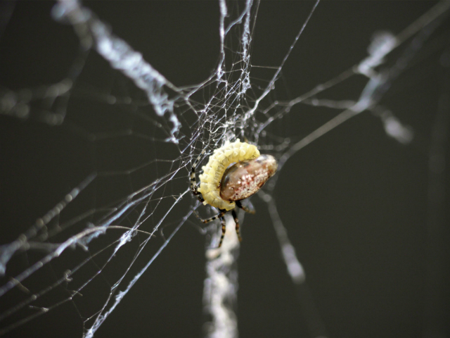 Личинка осы-паразита сосёт кровь из своей жертвы (фото Keizo Takasuka).