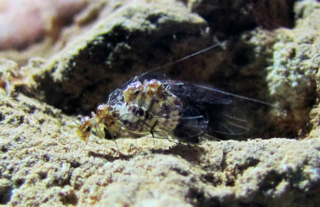 Совокупление насекомых, самка располагается сверху самца (фото Yoshizawa et al./Current Biology).