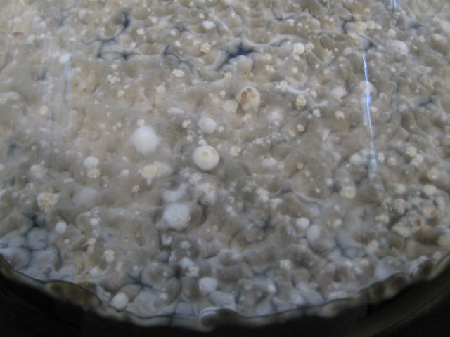 Живучие грибки содержат очень важную для человечества молекулу АМА (фото McMaster University). 