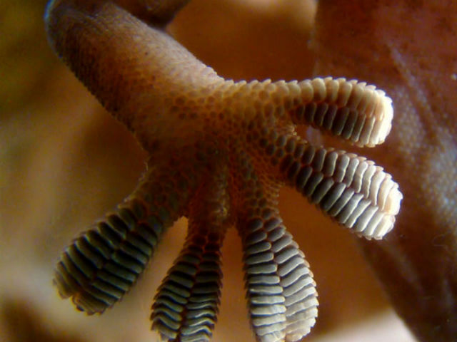 Природа снабдила лапы геккона особыми щетинками, создающими ультратесный контакт с поверхностью (фото Wikimedia Commons). 