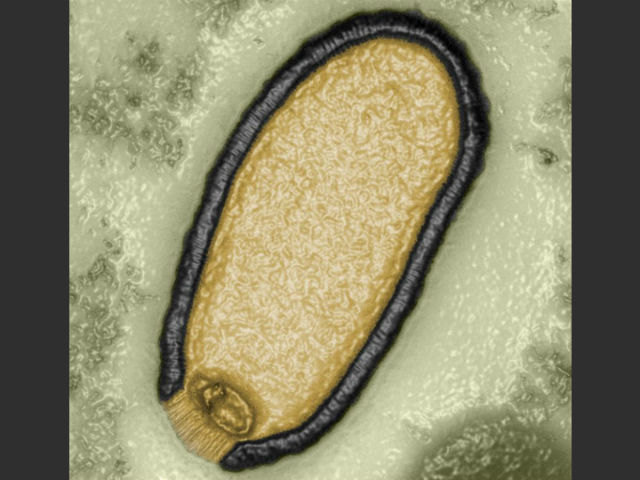 Питовирус, длина которого составляет 1,5 микрометра (фото Jean-Michel Claverie, Chantal Abergel). 