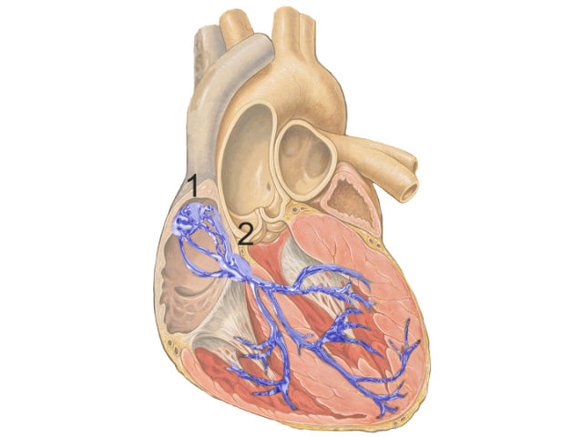 Команда кардиологов разработала способ биологической кардиостимуляции с помощью генной терапии. На рисунке проводящая система сердца и главные узлы: 1 — синусно-предсердный, 2 — предсердно-желудочковый (иллюстрация Wikipedia Commons).
