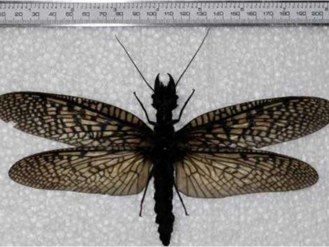 Размах крыльев коридалида составляет 21 сантиметр  (фото Insect Museum of West China). 