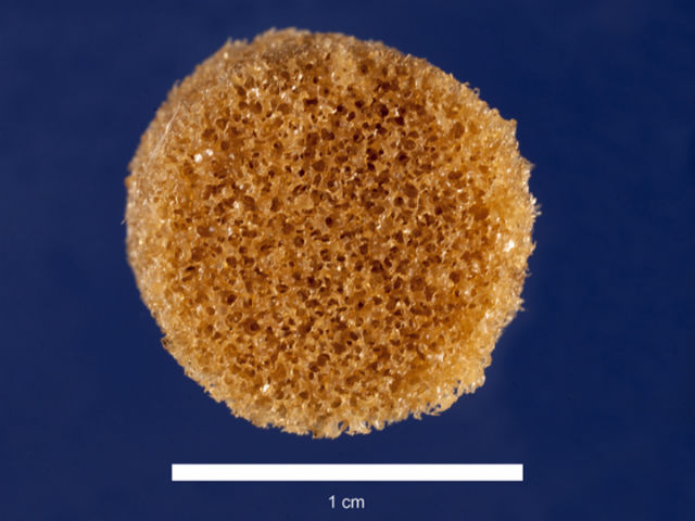 По виду материал напоминает жёсткую губку (фото Melissa Grunlan).