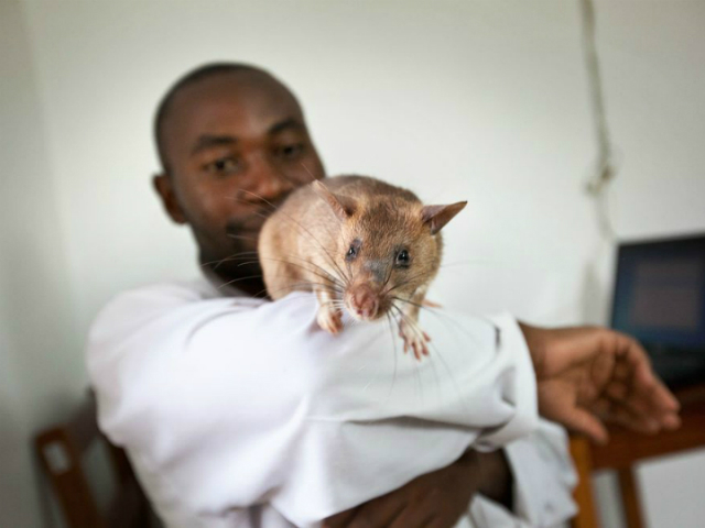 Тренер Иезекииль Мвакионде играет с крысой Джулиусом в лаборатории в Танзании (фото James Pursey, APOPO).