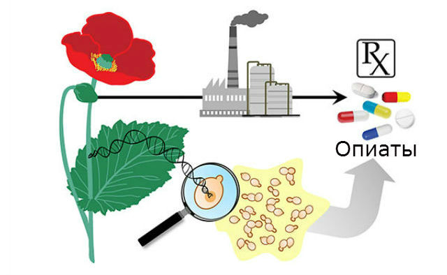 Теперь опиаты можно производить в стальных контейнерах, не выращивая опийный мак на полях (иллюстрация Stanford University).
