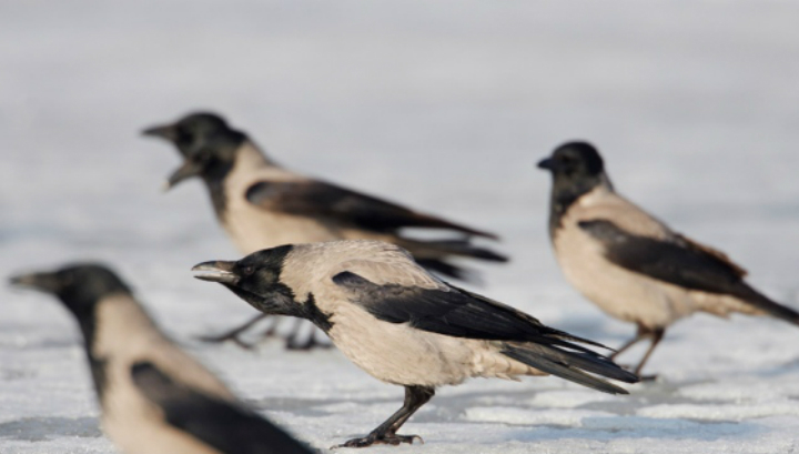 Серая ворона Corvus cornix (фото Markus Varesvuo/naturepl.com). 