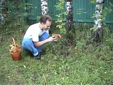 Как вырастить рыжики в домашних условиях